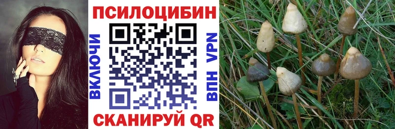 Галлюциногенные грибы Cubensis  цена   Магнитогорск 